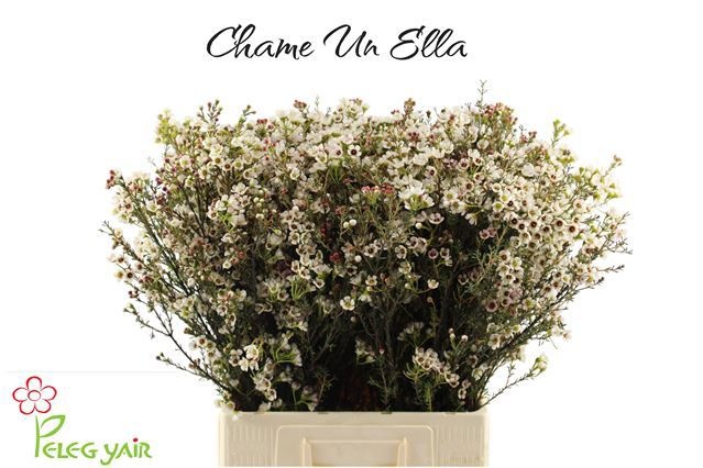 Chamaelaucium Ella 70cm 50gram