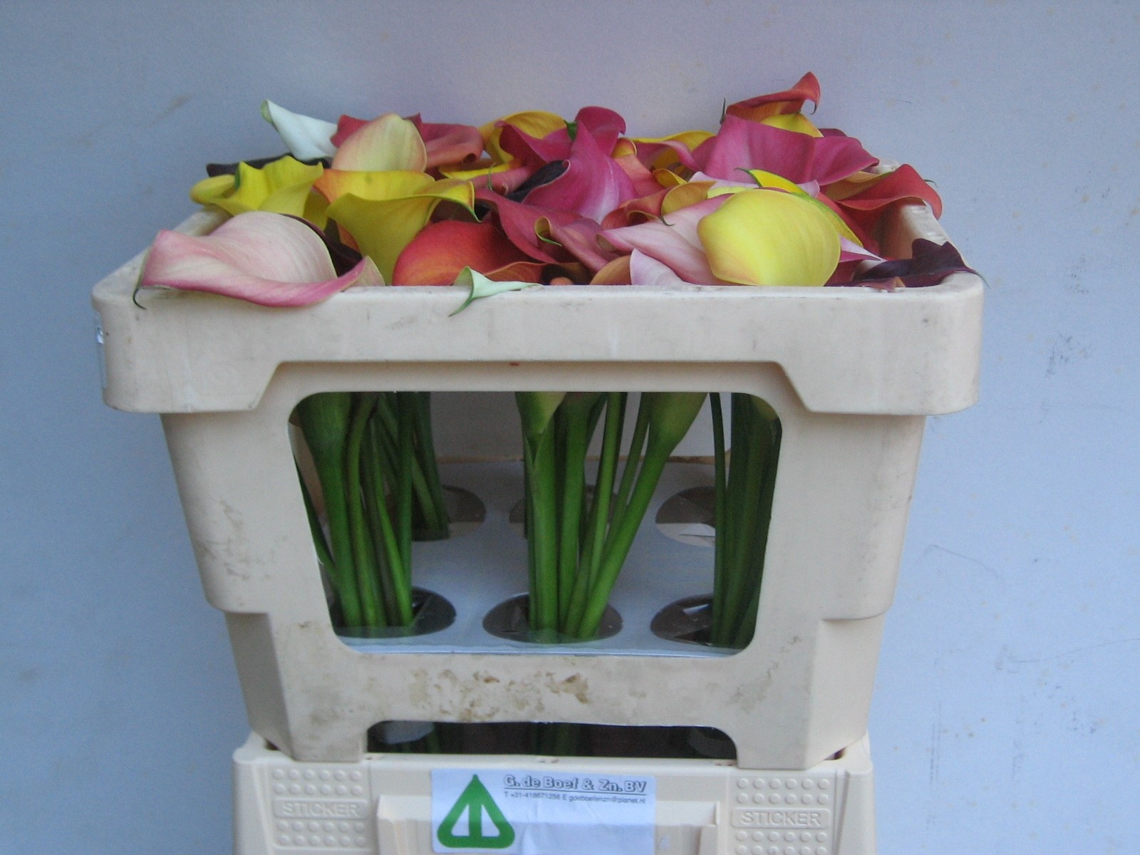 Calla Mixed In Bunch 45cm