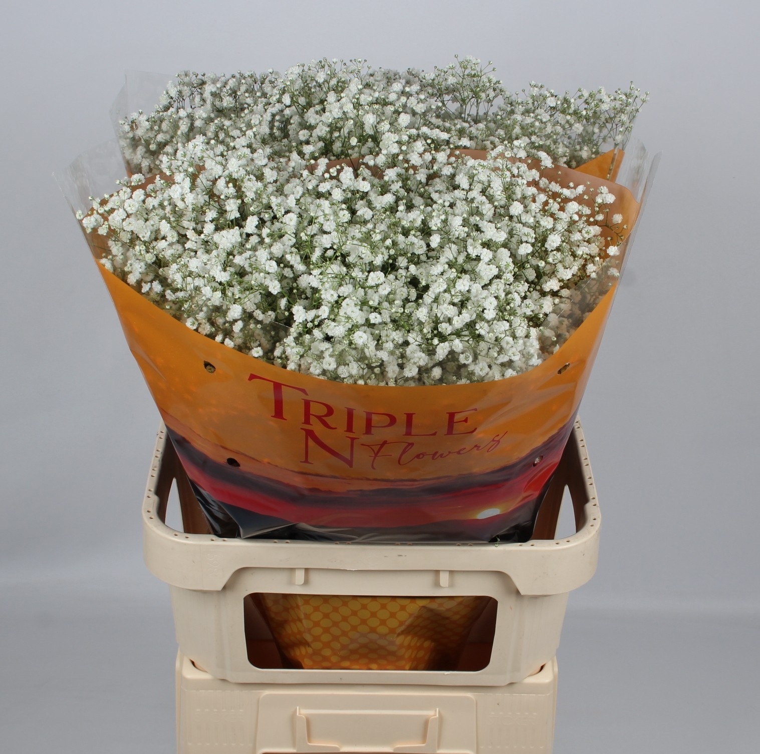 Gypsophila Xlence White 80cm 40gram