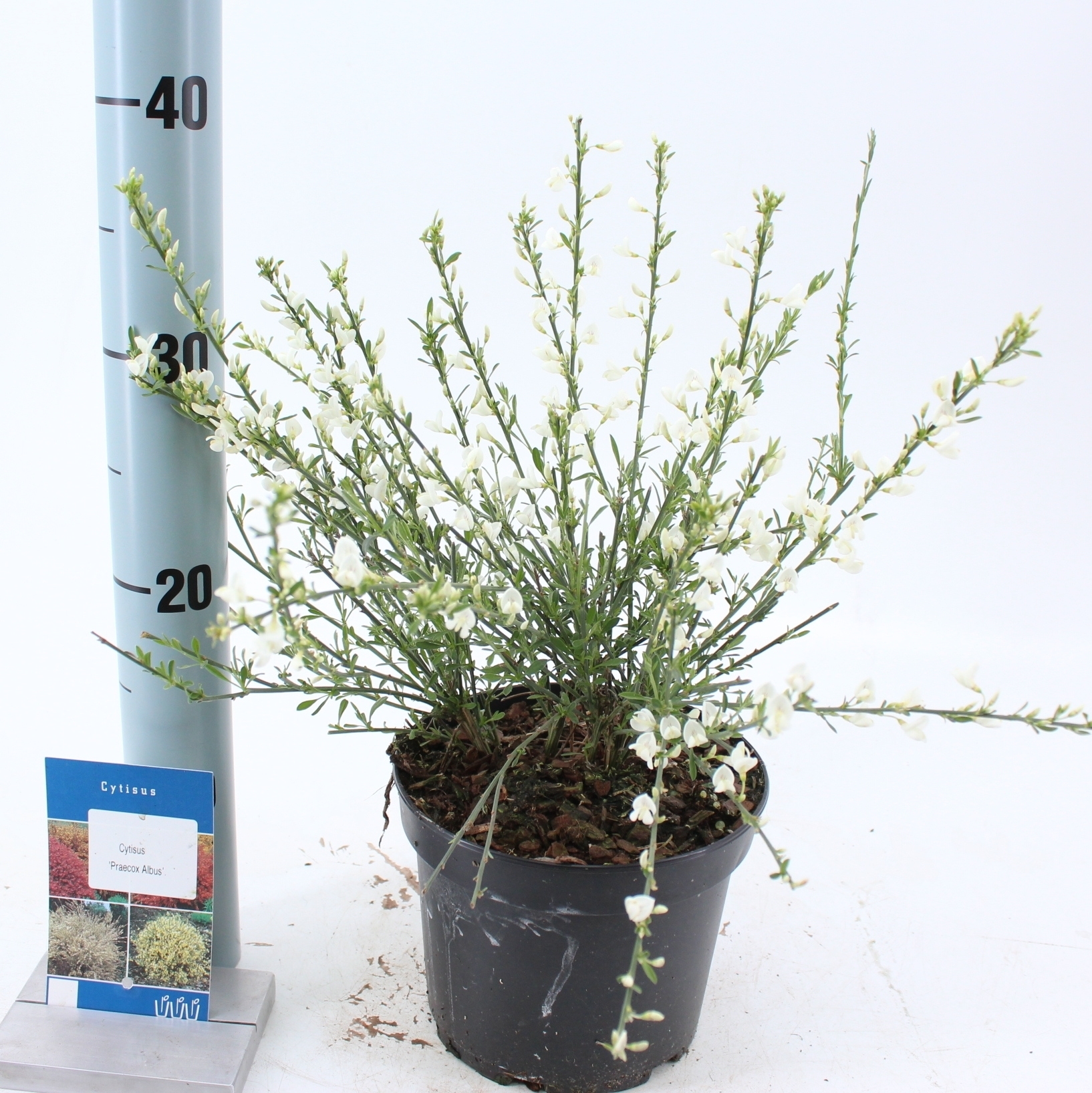 Picture of Cytisus praecox 'Albus'