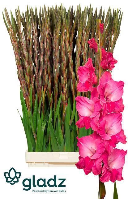 Gladiolus Fairyta Pink 130cm 180gram