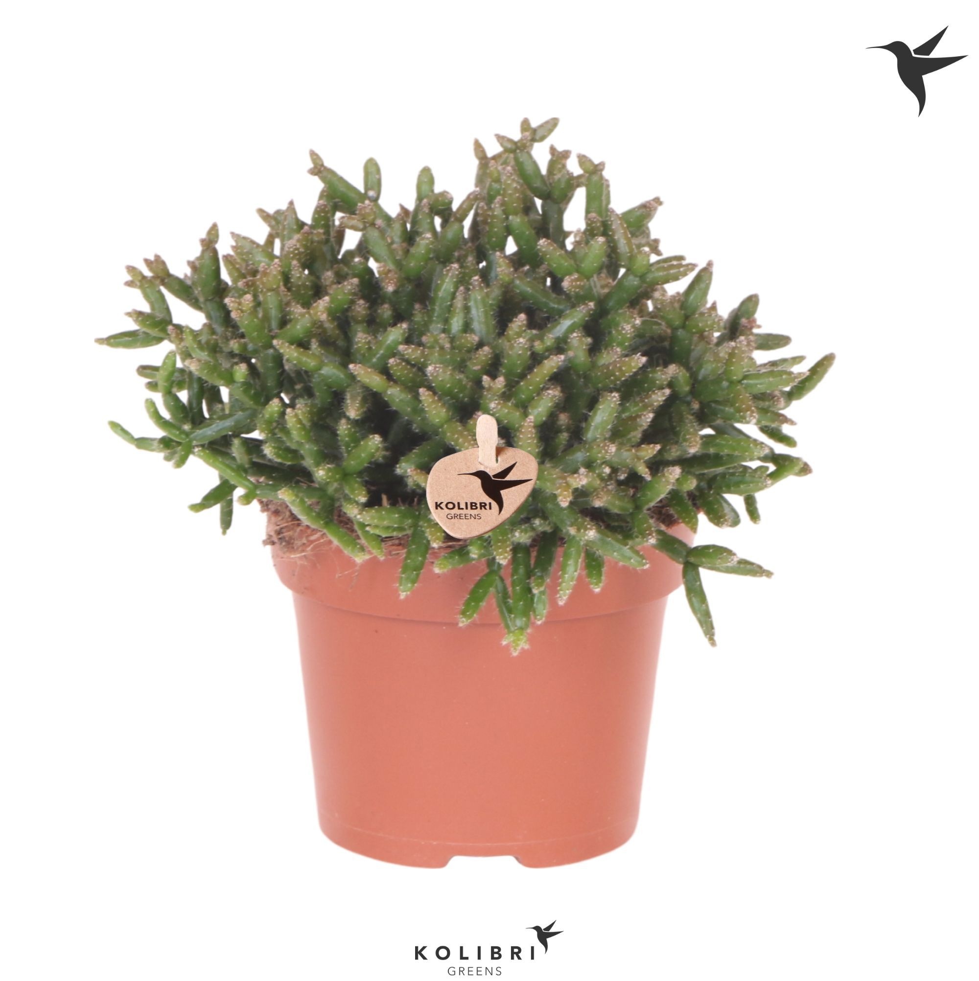Rhipsalis Kolibri Greens Rhipsalis Burchelli