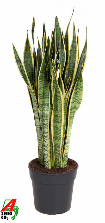 Picture of Sansevieria laurentii P30 110cm (LOOSE)