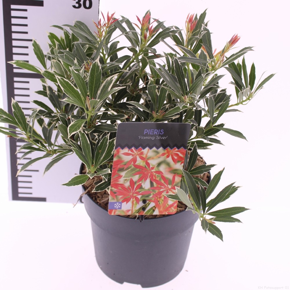 Picture of Pieris 'Flaming Silver'