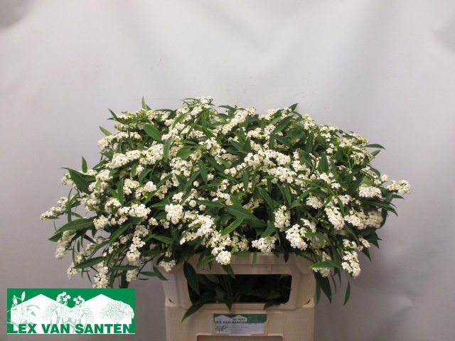 Euphorbia Spray Quicksilver 80cm