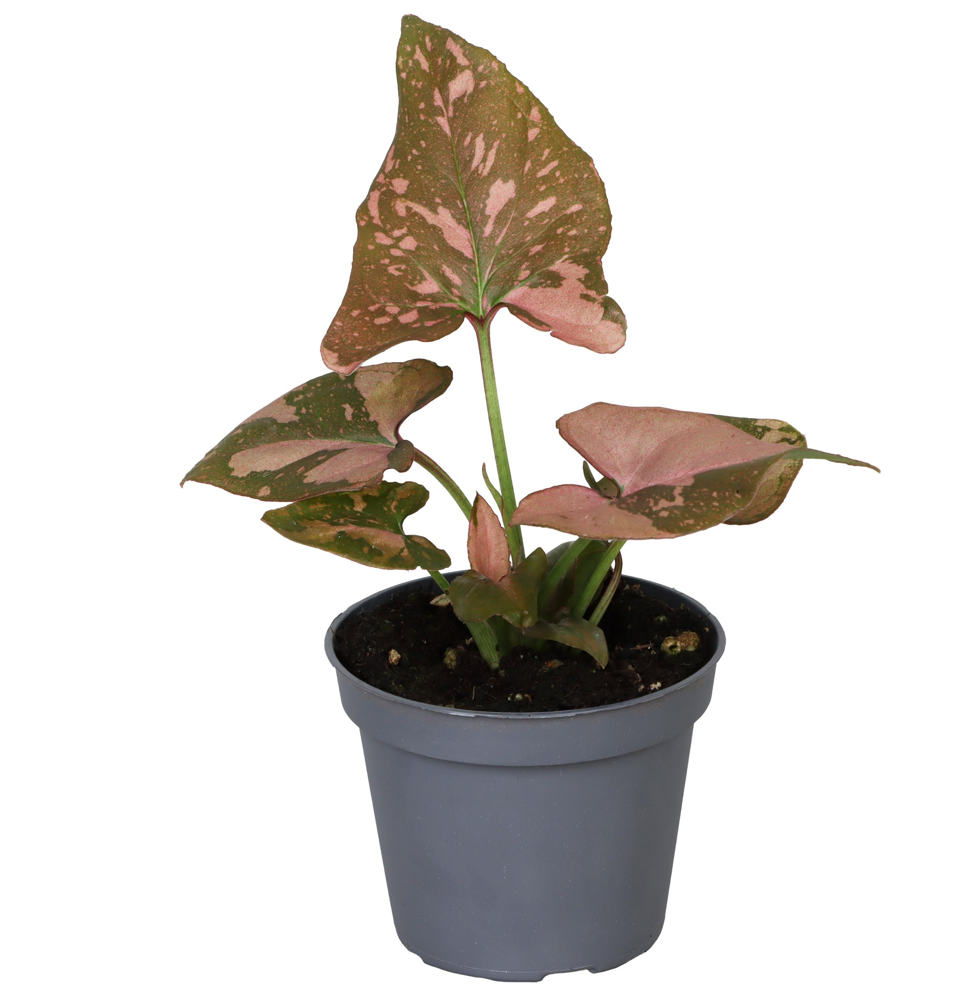 Picture of Syngonium Pink Splash P6 10CM