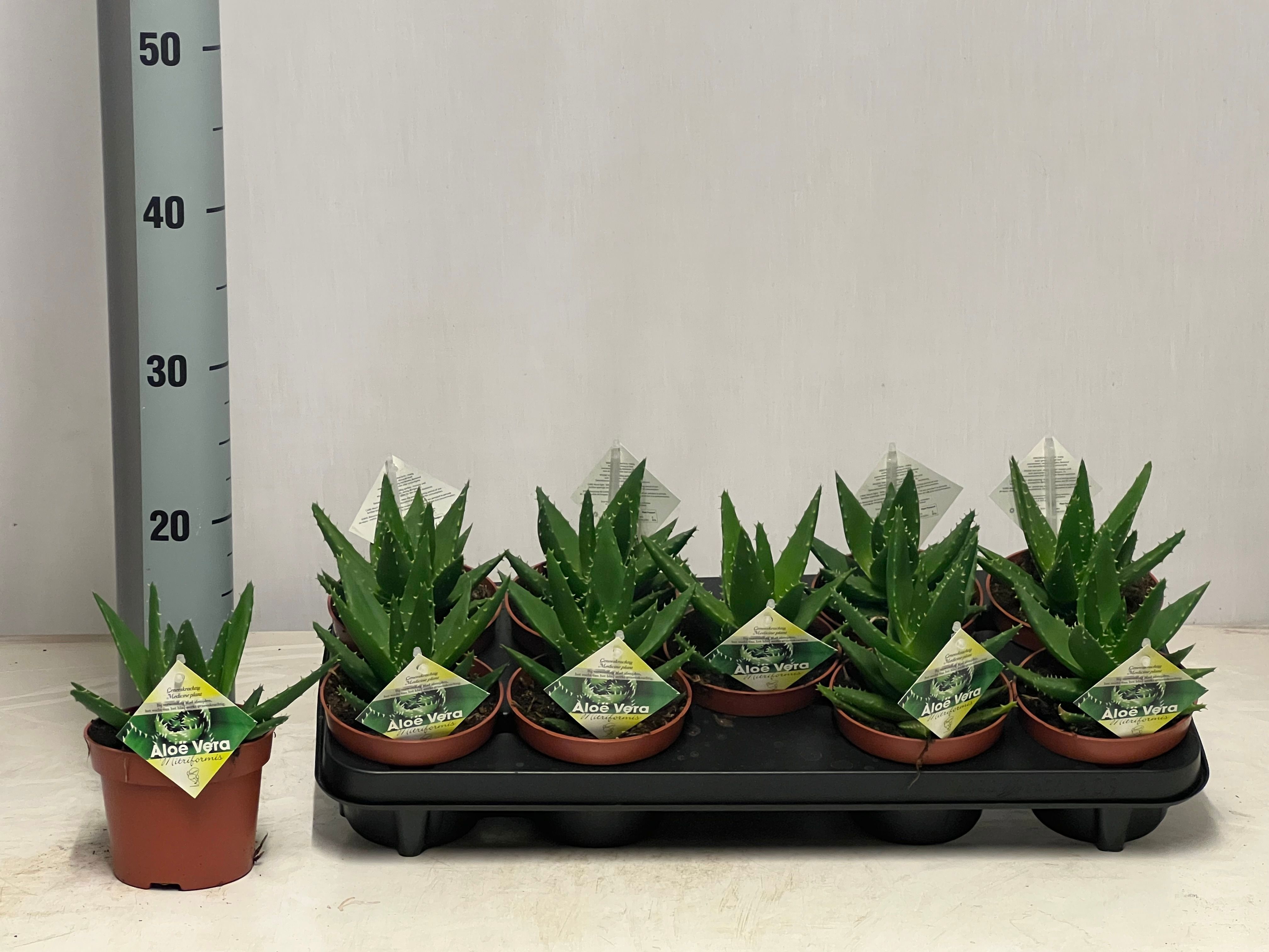 Aloe perfoliata ALOE PERFOLIATA | Gardenline