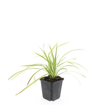 Picture of Carex morrowii Aureovariegata P9