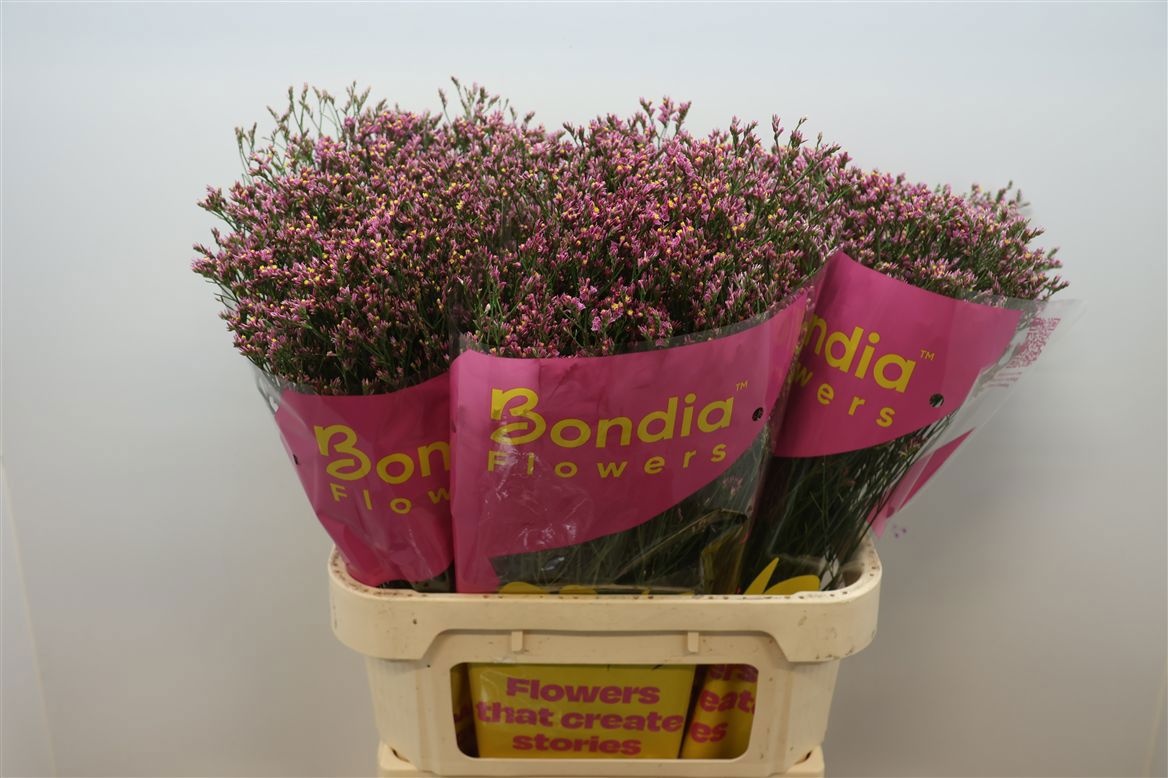 Limonium Sin Tiffany Diamond 80cm 30gram