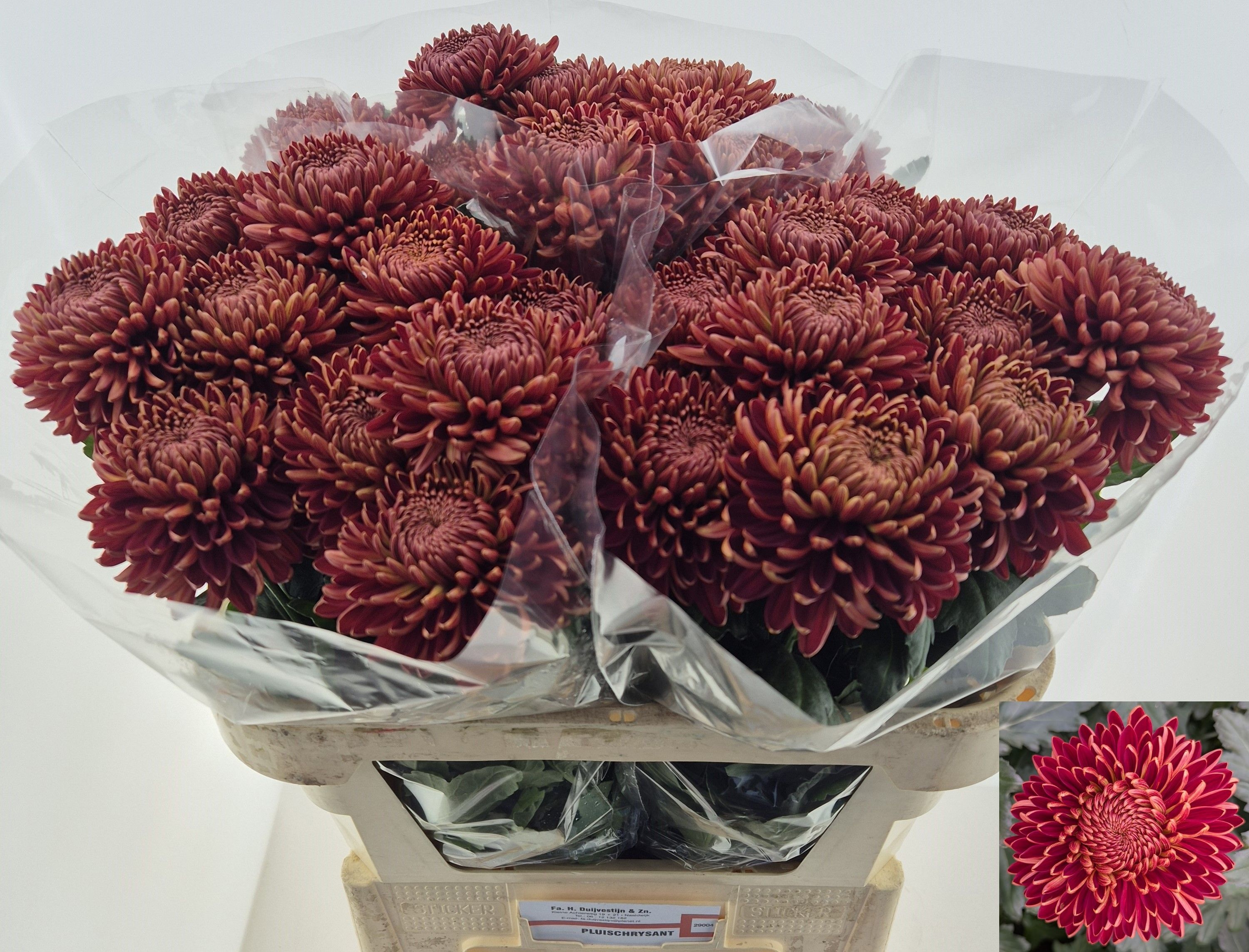 Chr G Bigoudi Copper 70cm 85gram