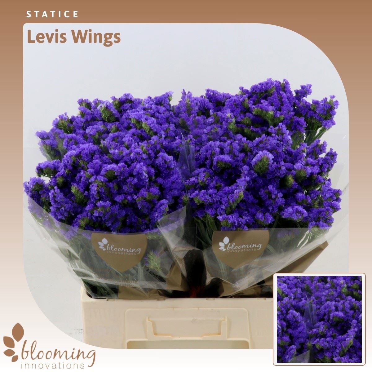 Lim S Levis Wings 60cm 30gram