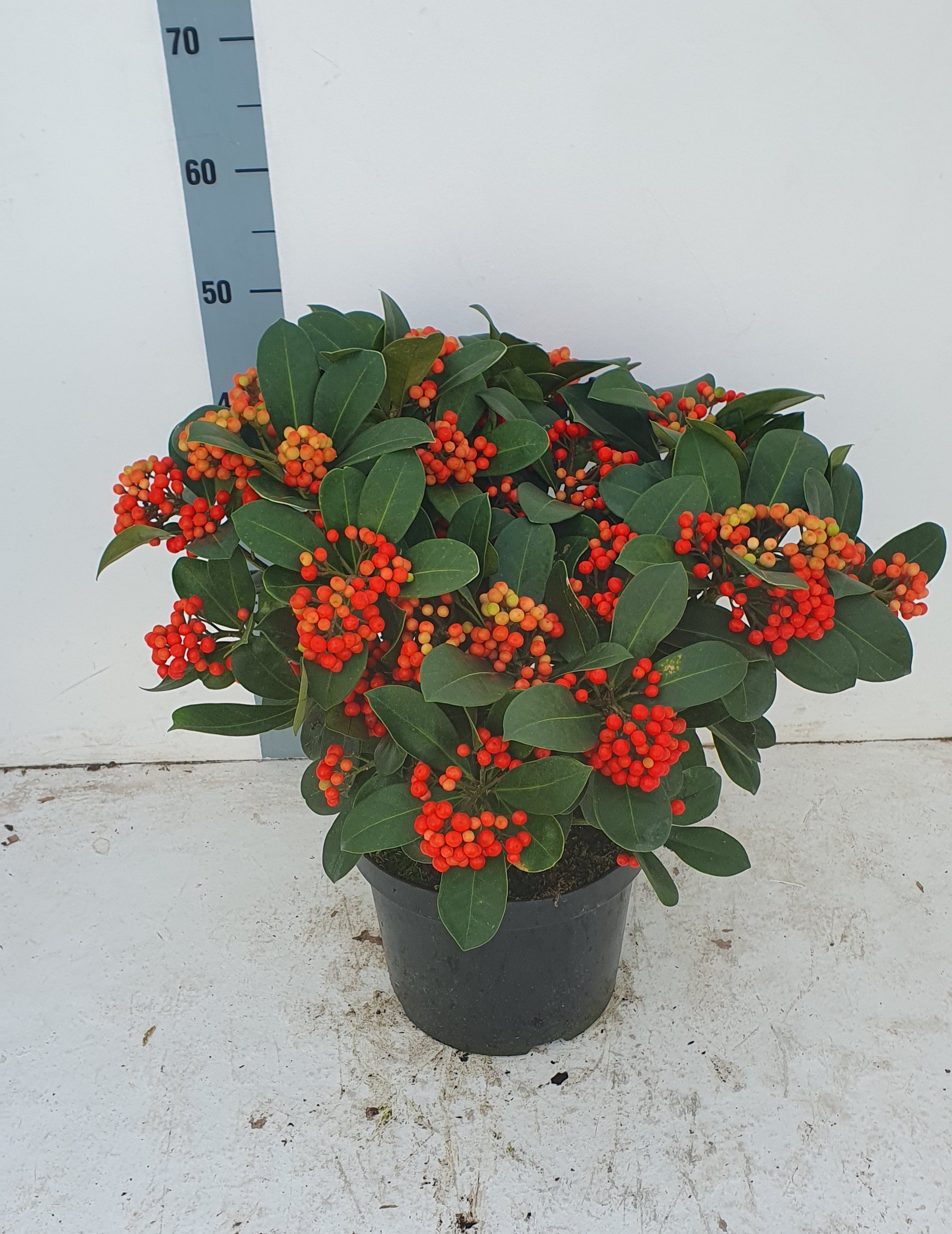 Picture of Skimmia japonica Veitchii P26 (7.5 Ltr) 25/trusses (LOOSE)