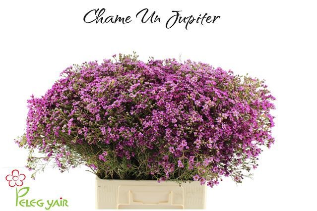 Chamelaucium Jupiter 70cm 50gram