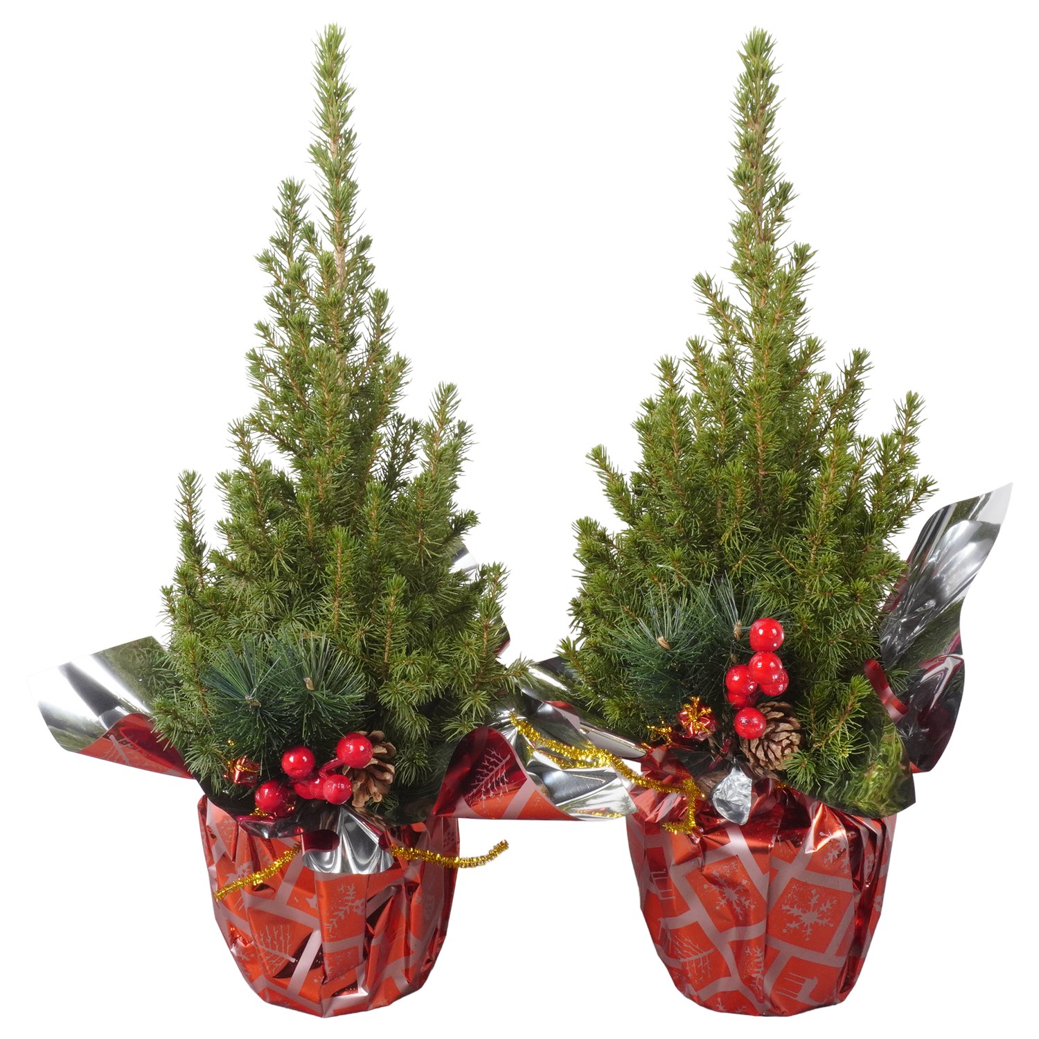 Picture of PTK24409 Picea Conica Perfecta in Rondella decoration P13 45cm