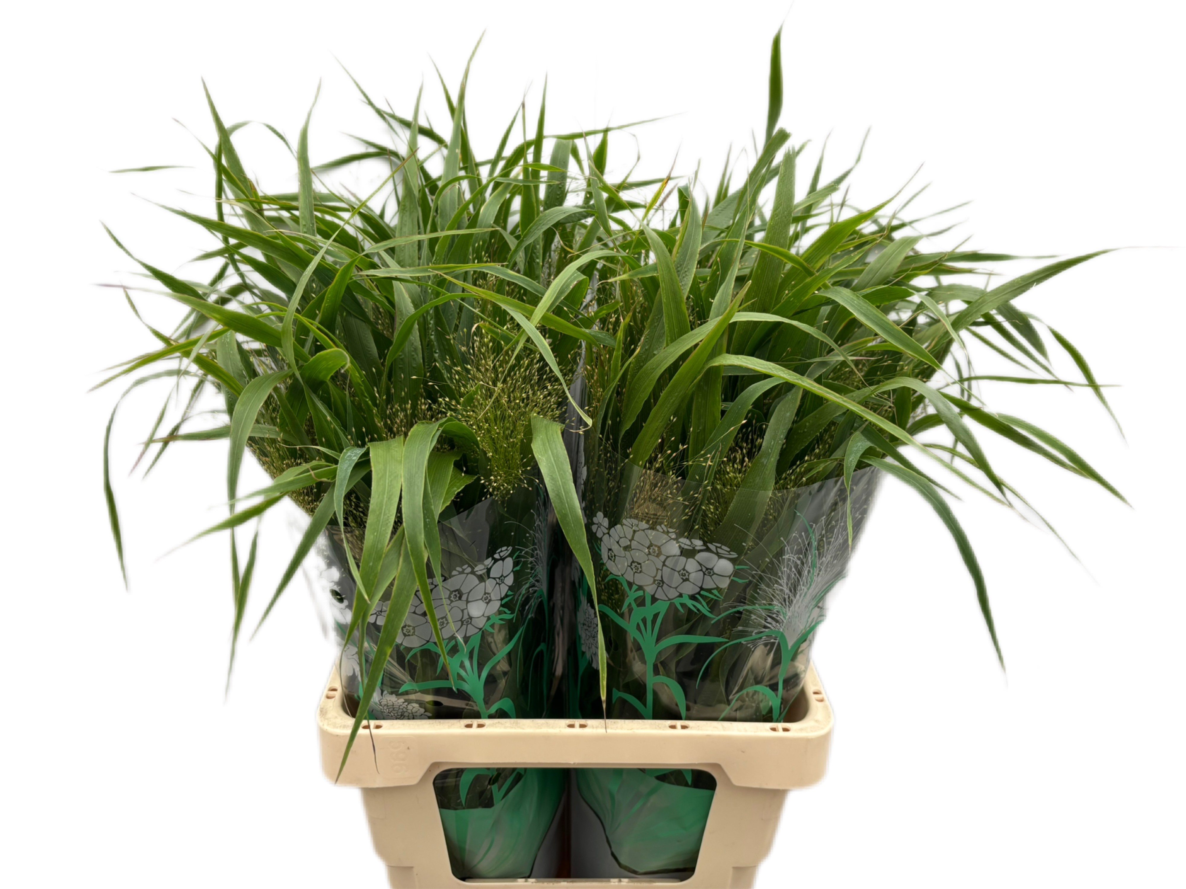 Panicum Fountain 60cm