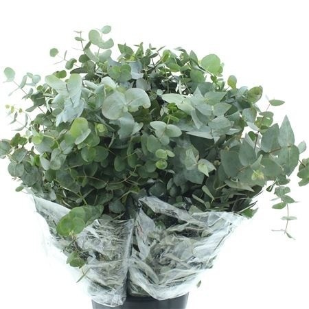 Euc Cinerea Per Bos 75L.cm 200gram