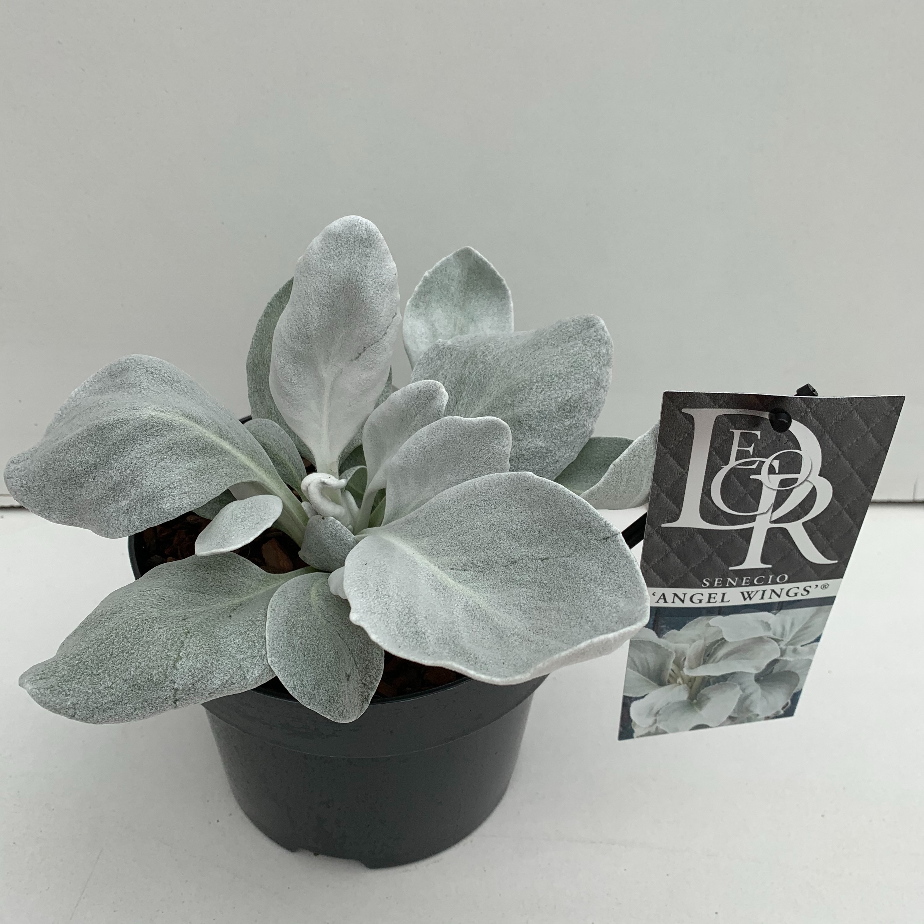 Senecio candicans Angel Wings ('Senaw')