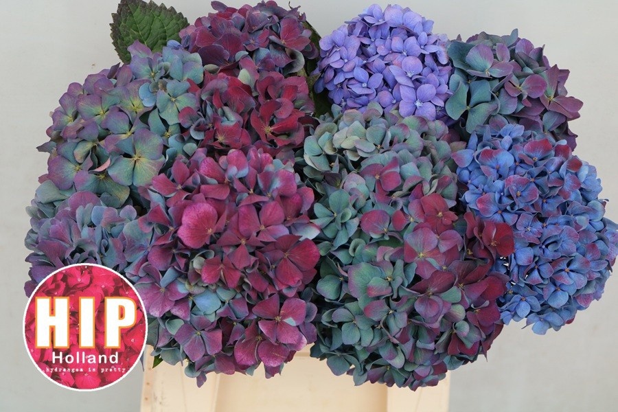 Hydrangea Pimpernel Classic 40cm 16Ø