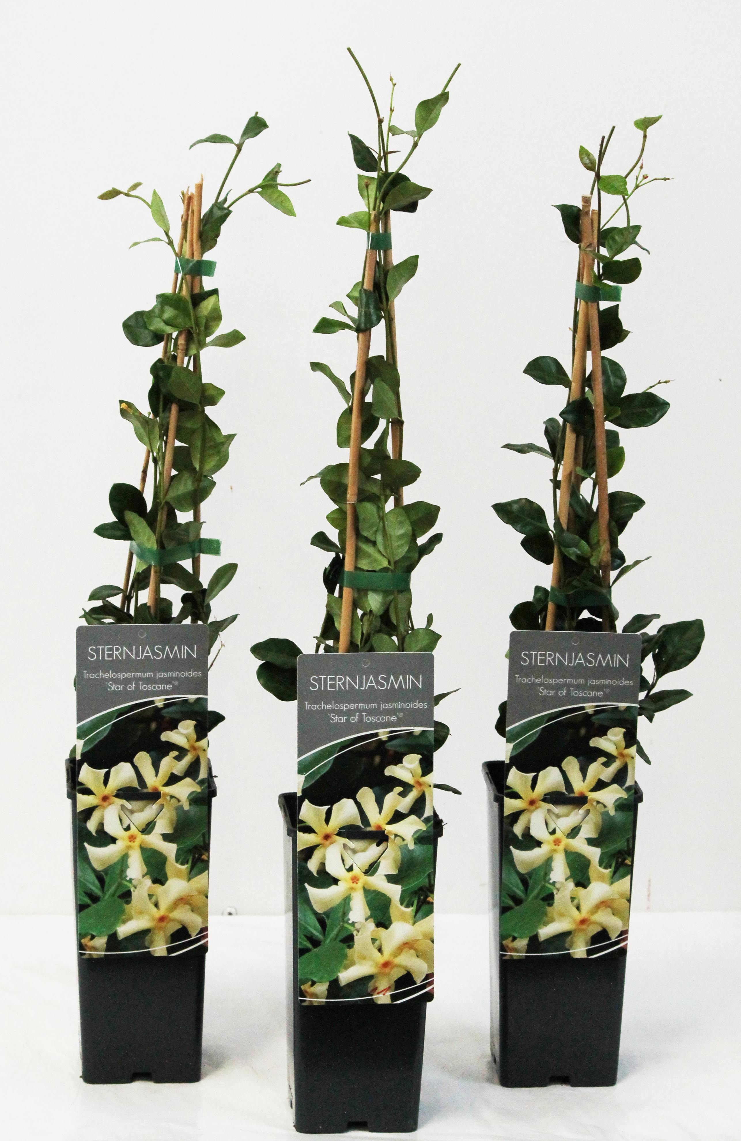 Trachelospermum jasminoides Star of Toscane ('Selbra')
