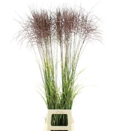 Misc Si Fern Osten R 120cm