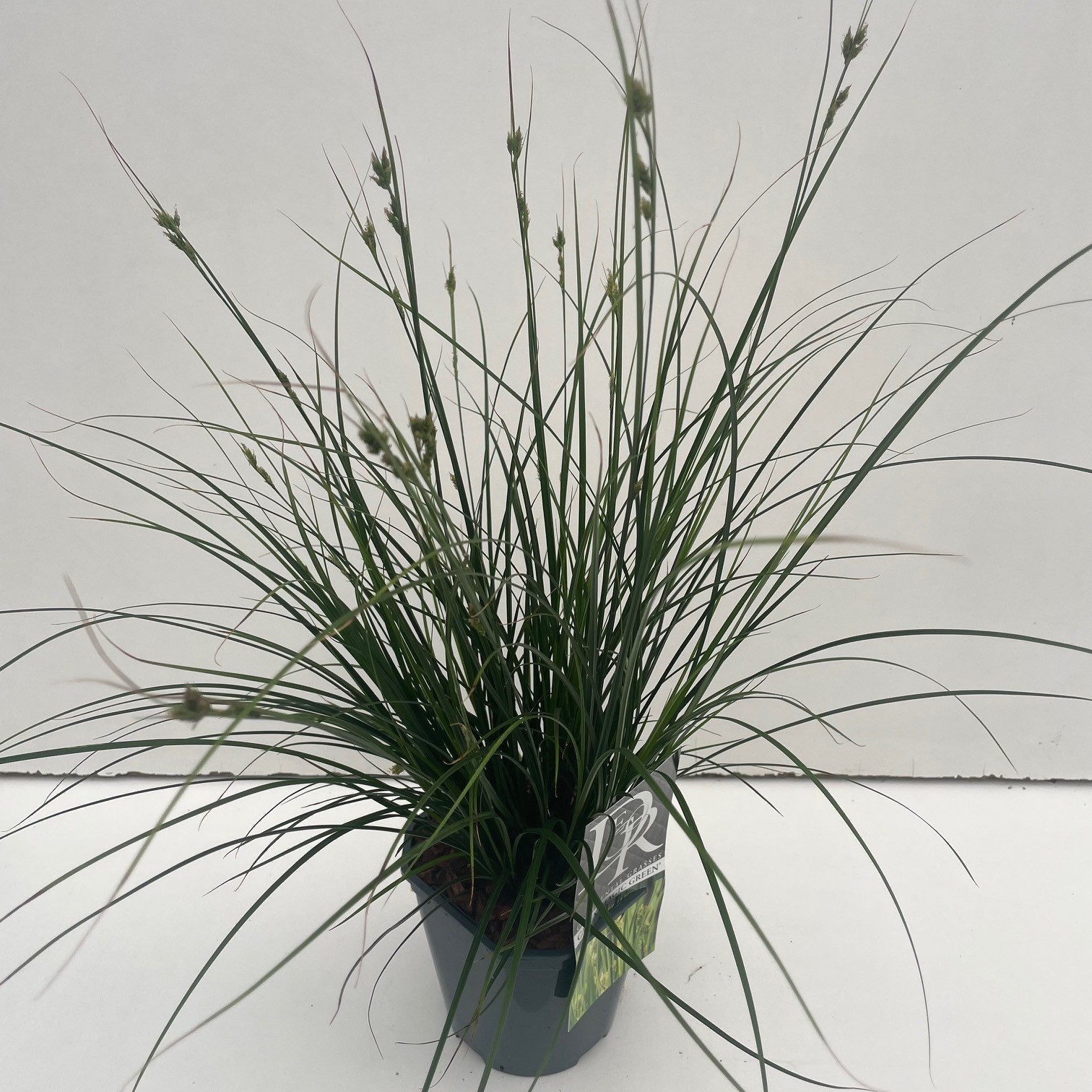 Carex brunnea 'Magic Green'