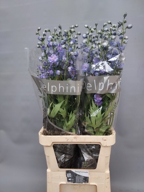 Delphinium El Blue Boy 120cm