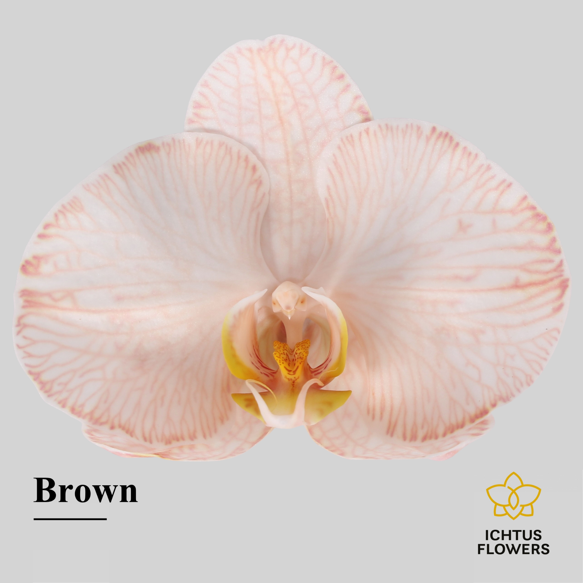 Phal Painted Brown Bloem 25 Bloemen