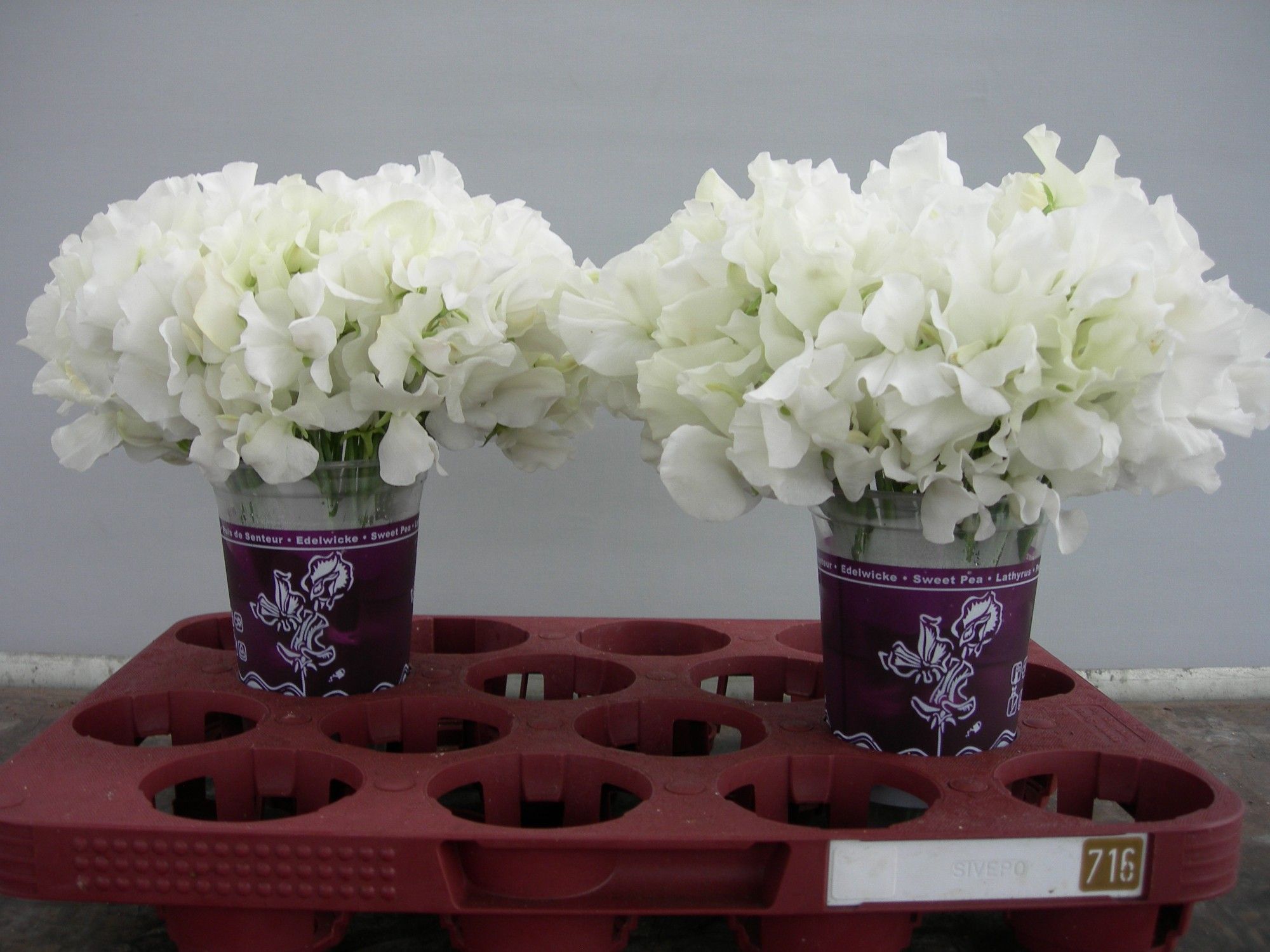 Lathyrus Suns White 20cm