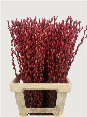 Salix Pussy Willow Orange 70cm