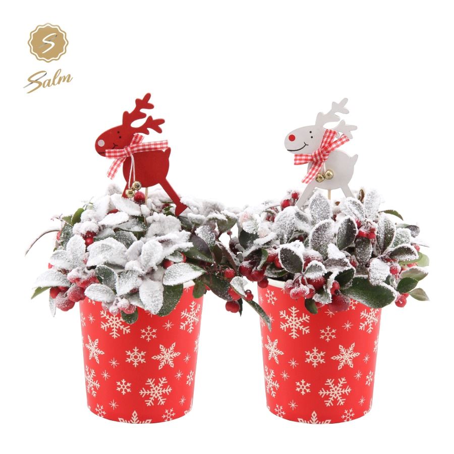 Picture of Gaultheria pr. Big Berry P10 in Cup X-mas Deco + Reindeer + Snow P11 X-MAS