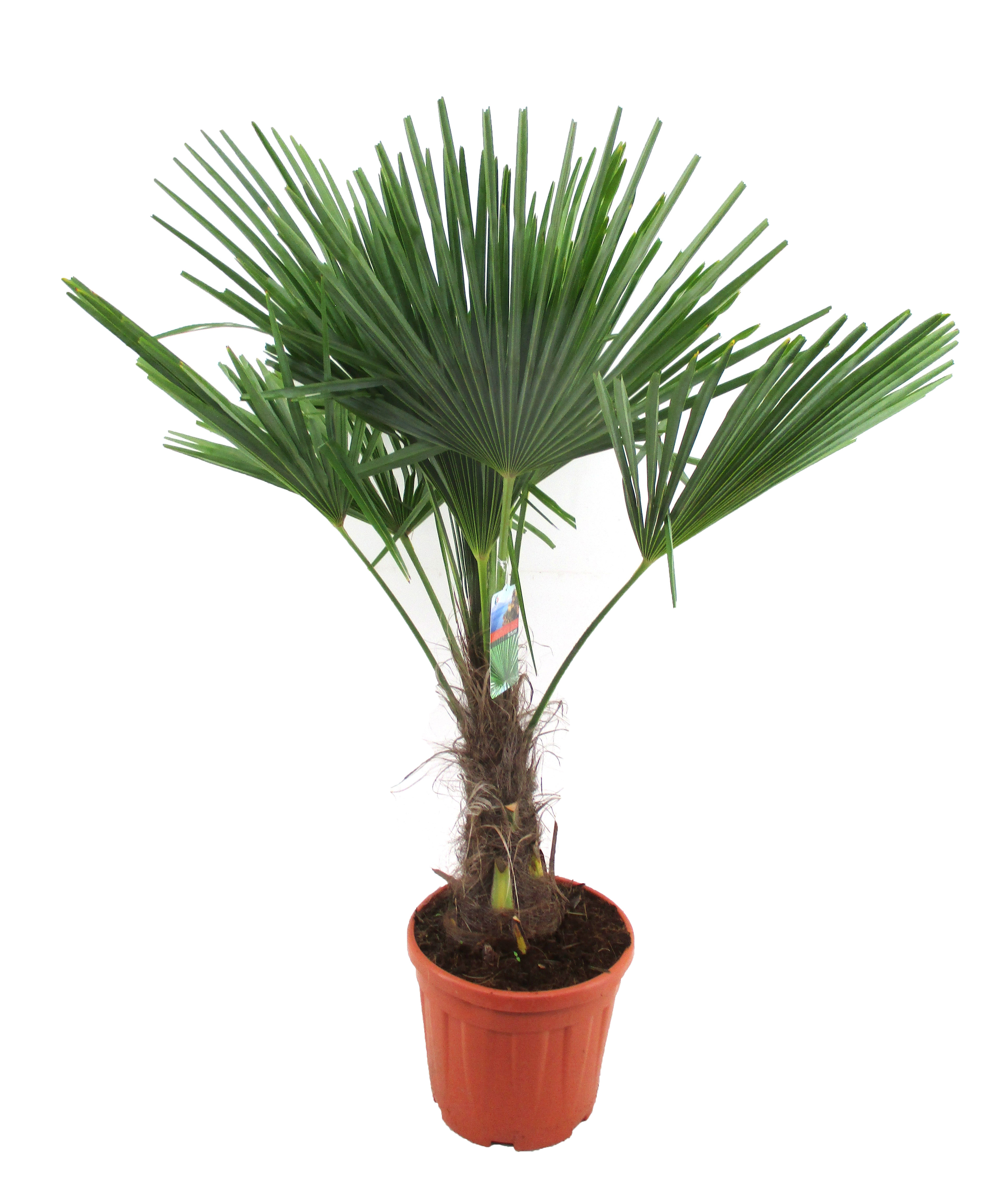 Picture of Trachycarpus fortunei P34-(18-LTR)