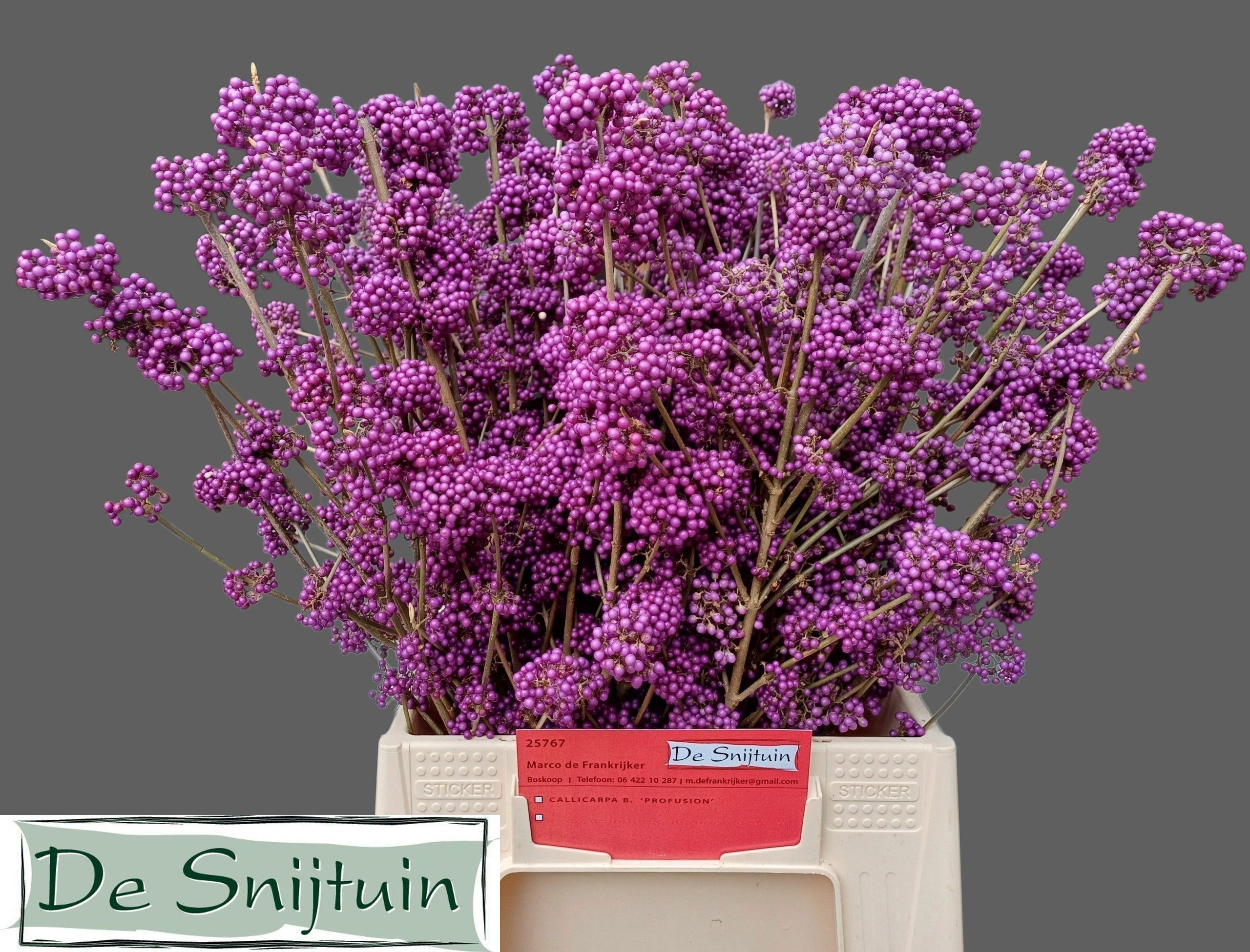 Callicarpa Bod Giraldi(imp) 50cm