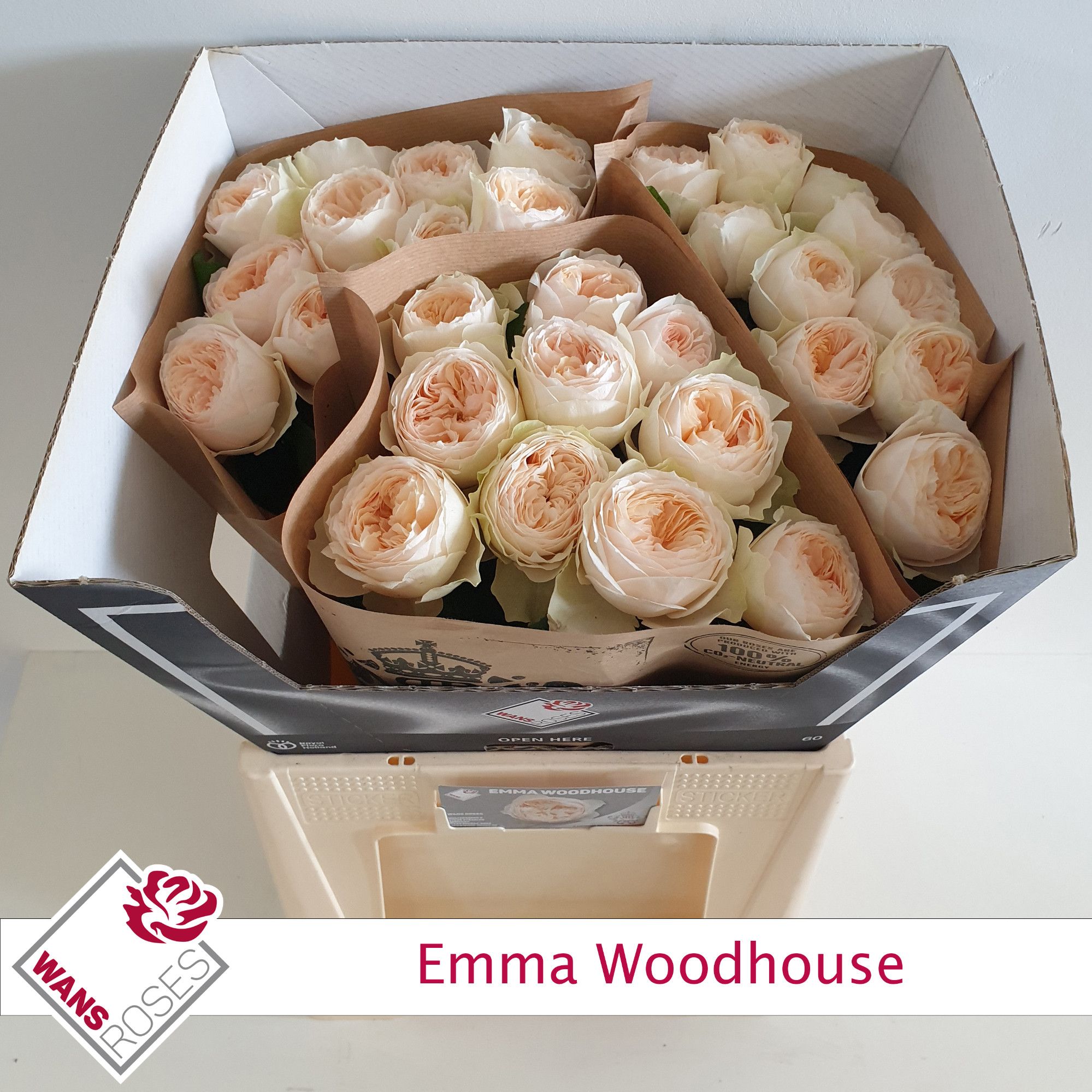 Rosa Garden Emma Woodhouse 60cm