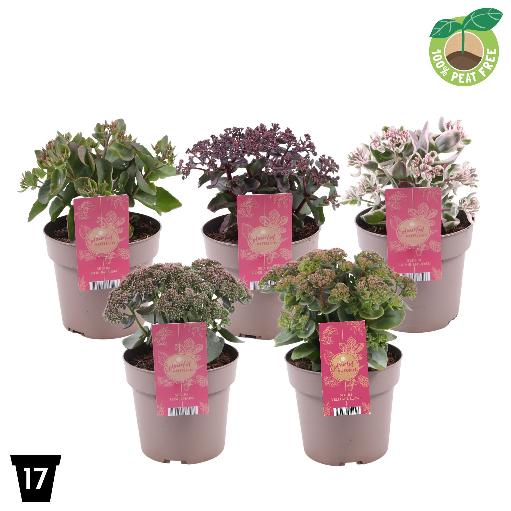 Picture of Sedum telephium mix