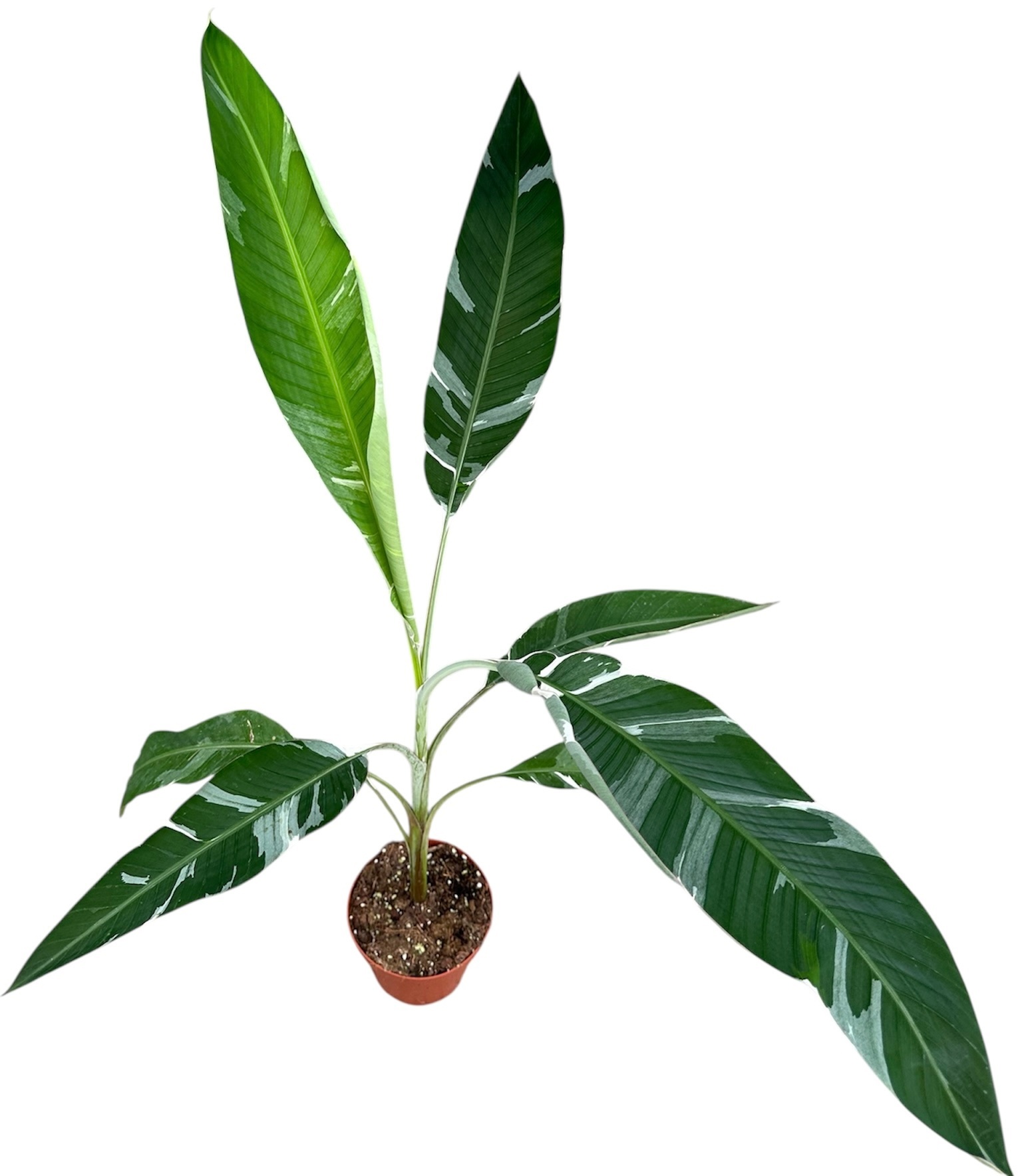 Musa Florida Variegata | Gardenline