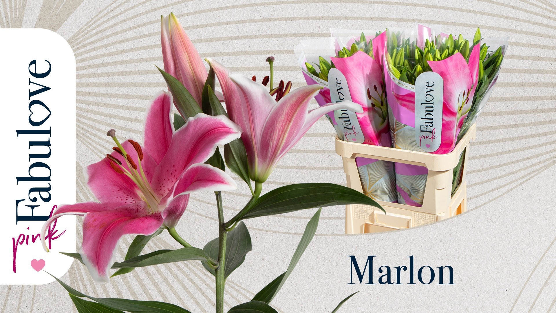Lilium Or Marlon 70cm 3/5bl