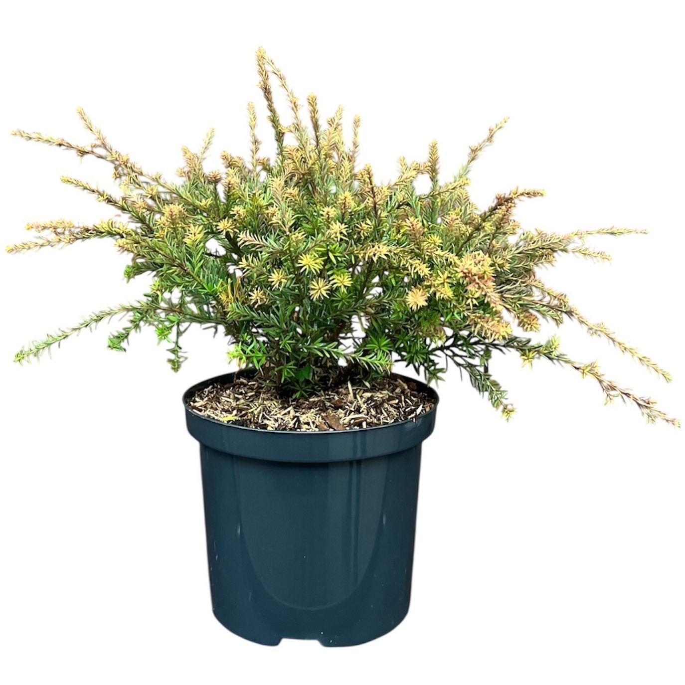 Podocarpus 'County Park Fire'