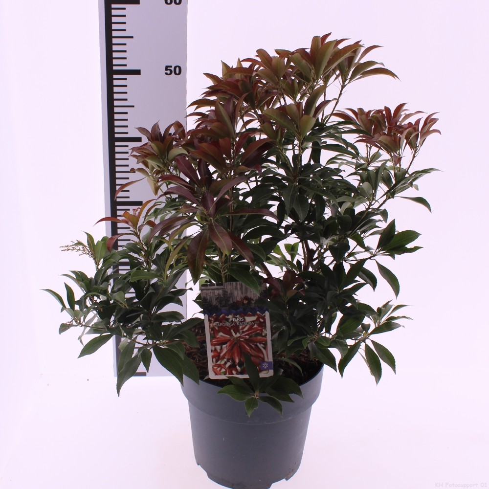 Picture of Pieris jap. 'Katsura'