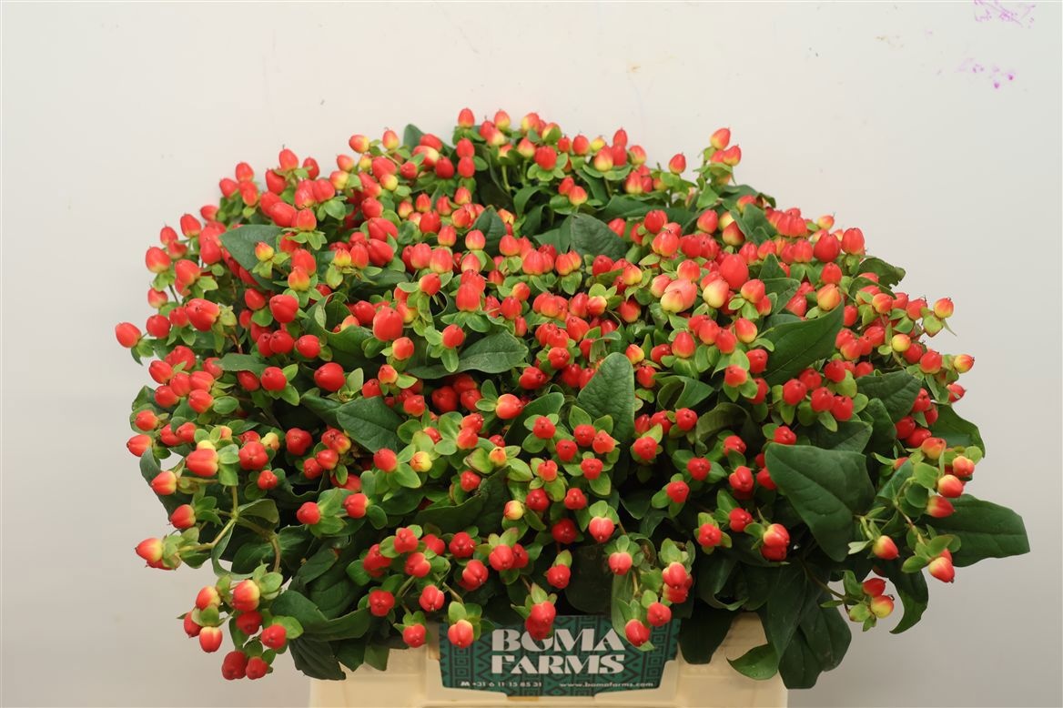 Hypericum Triumph 40cm