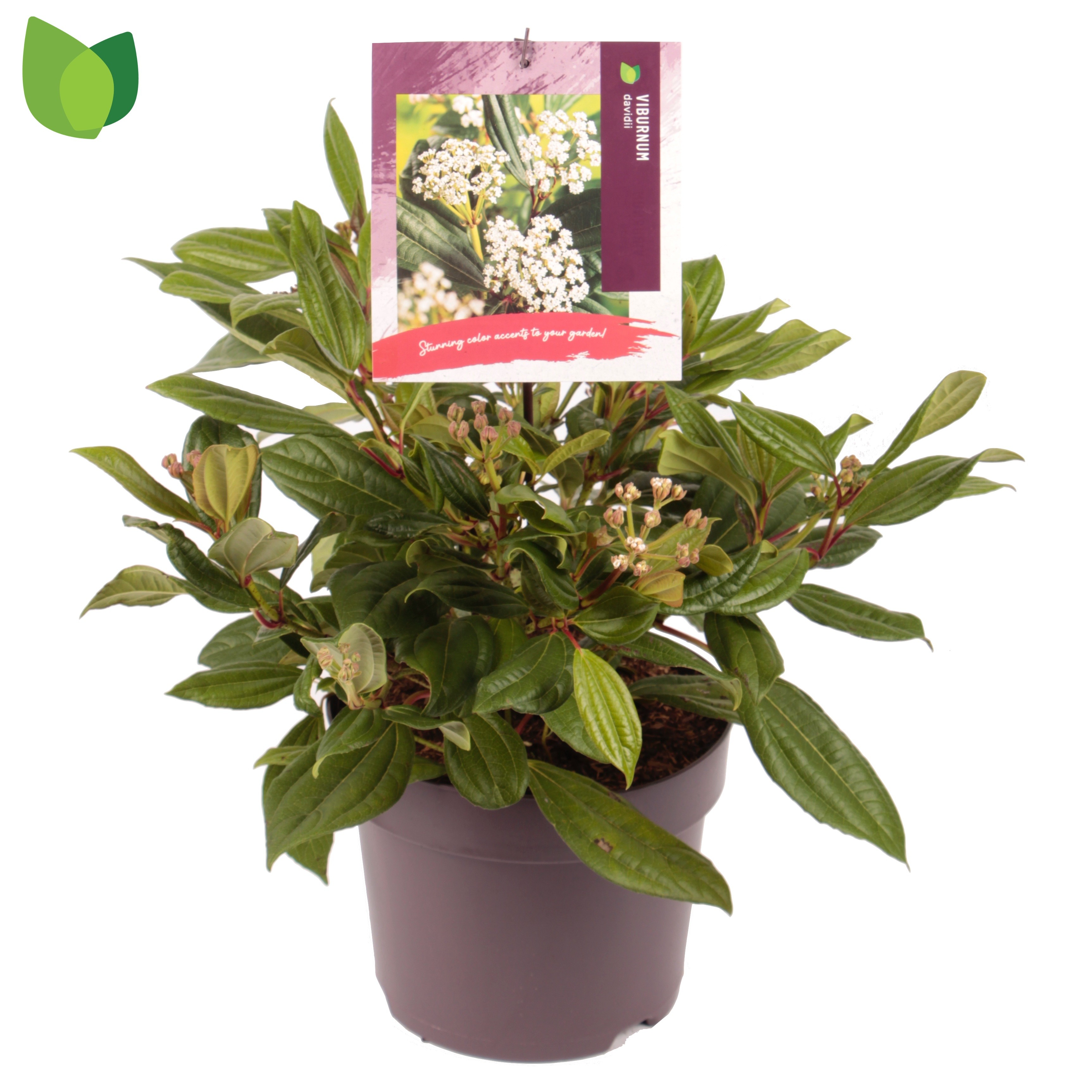 Picture of Viburnum davidii P26 (7.5 Ltr)