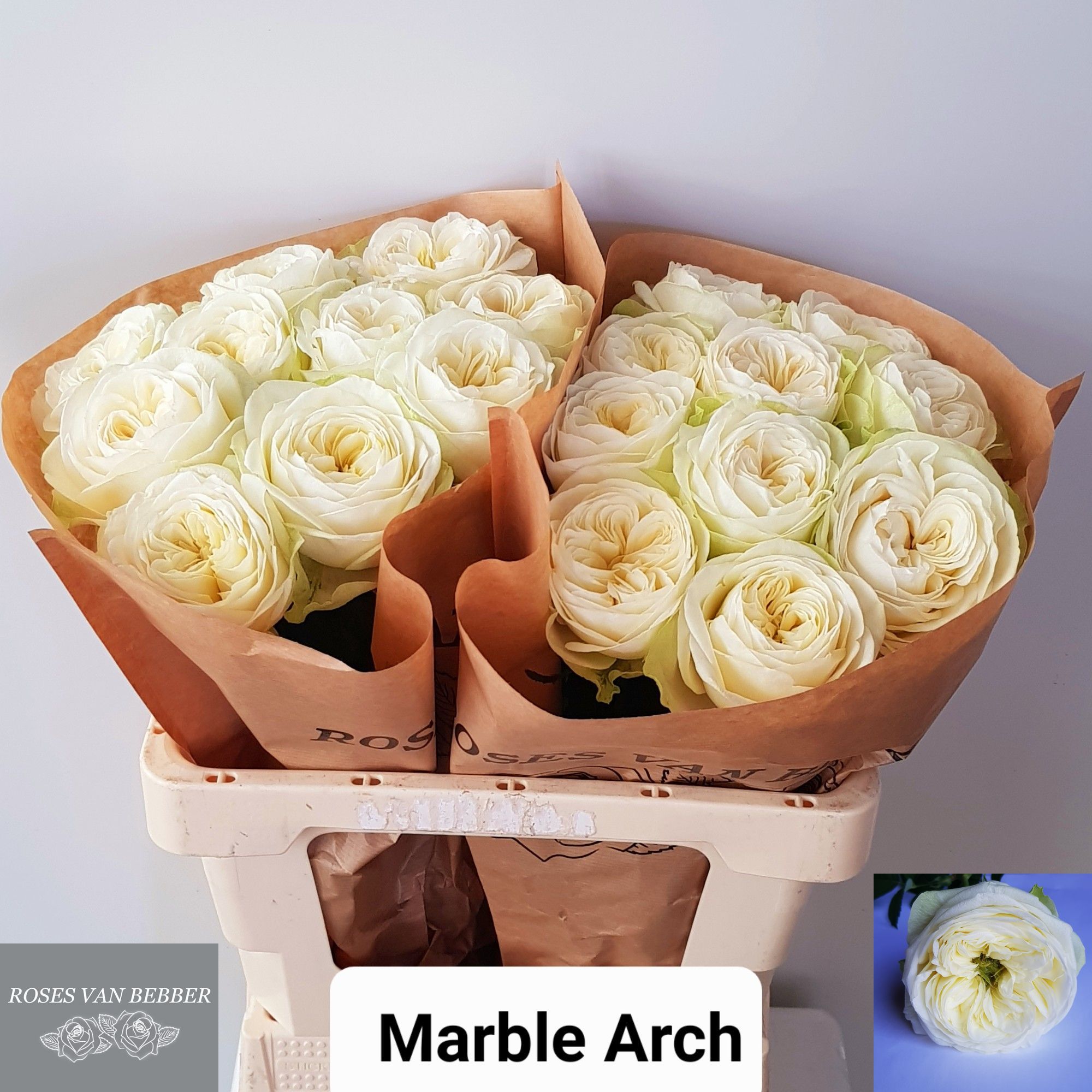 Rosa large flowered Marble Arch R GR MARBLE ARCH | Roses Rosa large flowered Marble Arch R GR MARBLE ARCH | Roses
