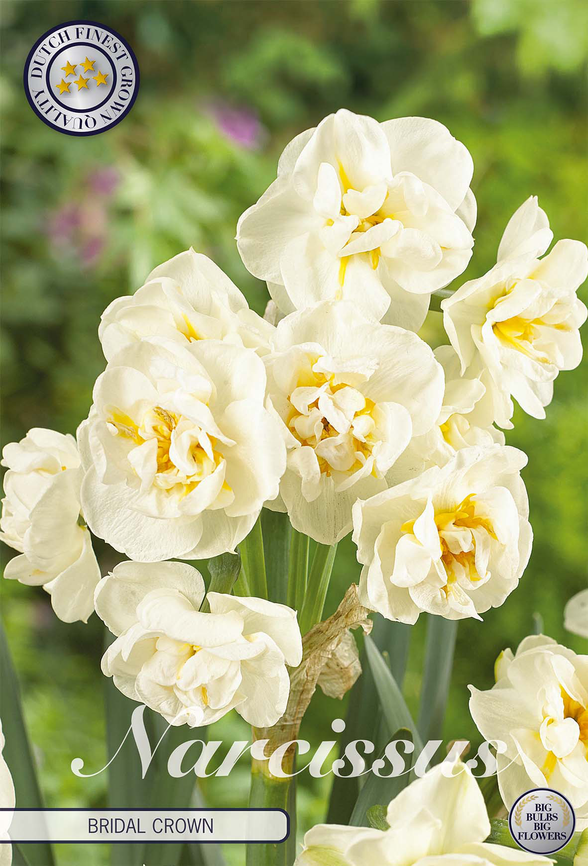 Narcissus (D) 'Bridal Crown'
