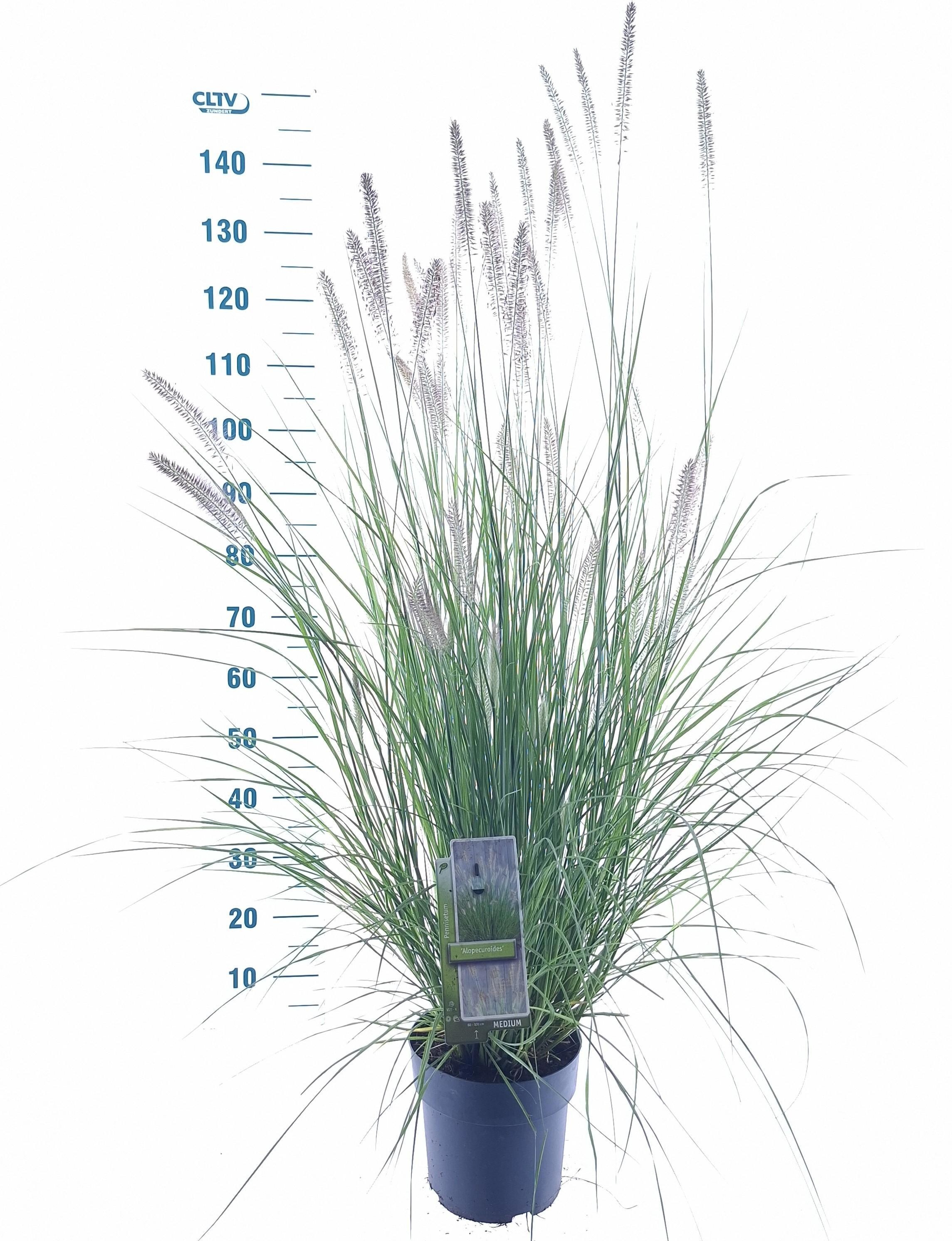 Pennisetum alopecuroides