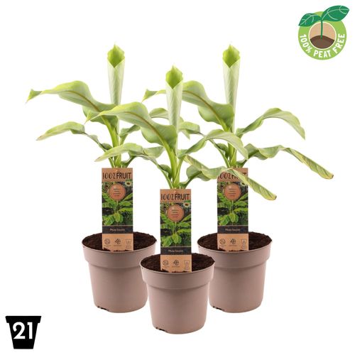 Musa Basjoo 100% Fruit, P21 Streng