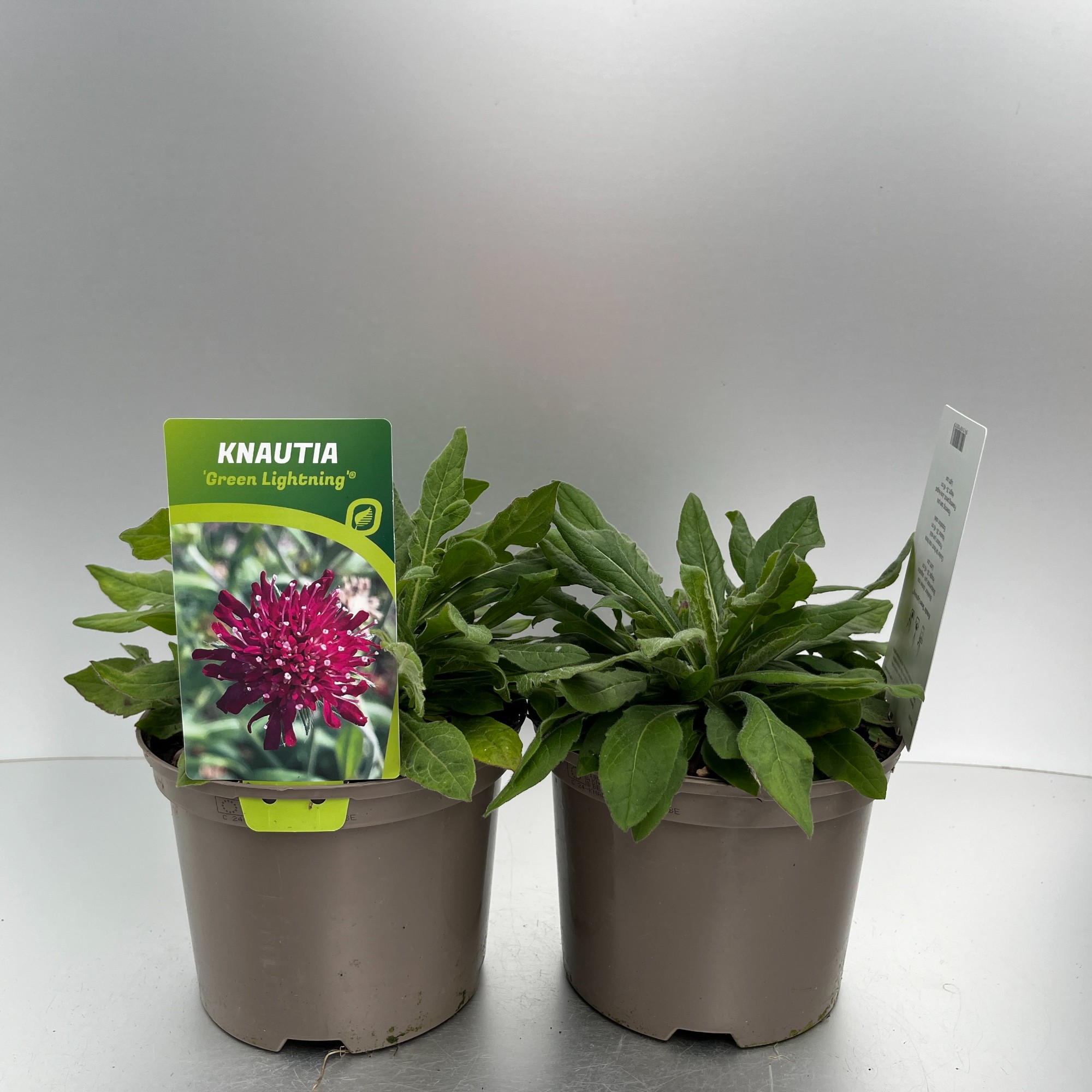 Picture of Knautia Green Lightning® P17 (2 Ltr)