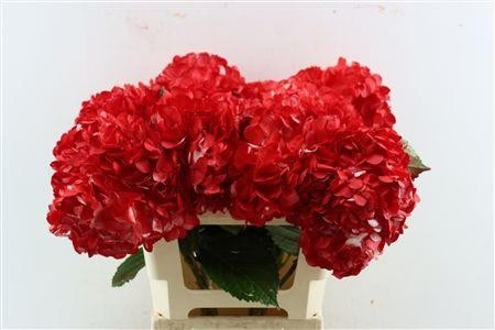 Hydrangea Painted 60cm 18Ø