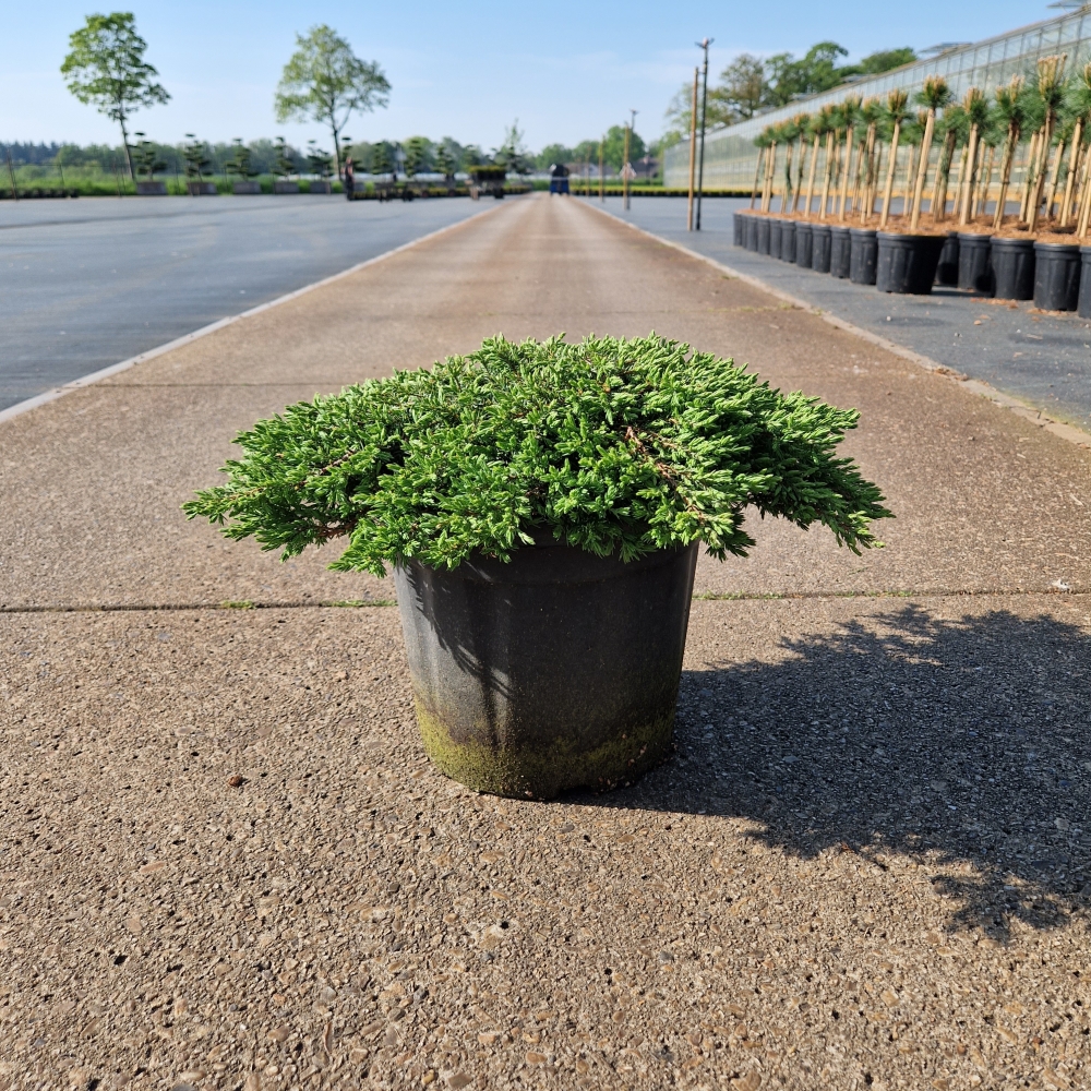 Picture of Juniperus comm. Green Carpet C8 30/40