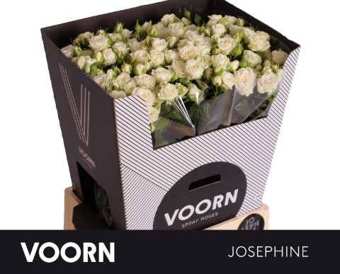 R Tr Josephine