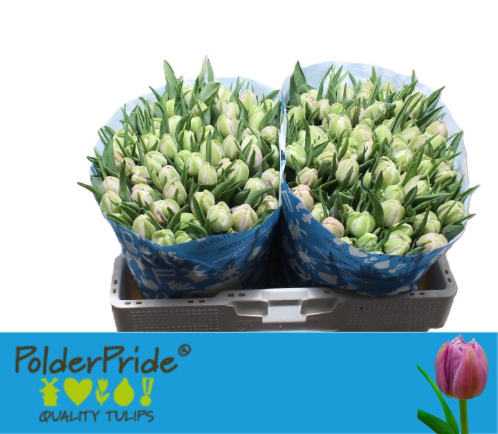 Tulipa Double Katinka 37cm 36gram