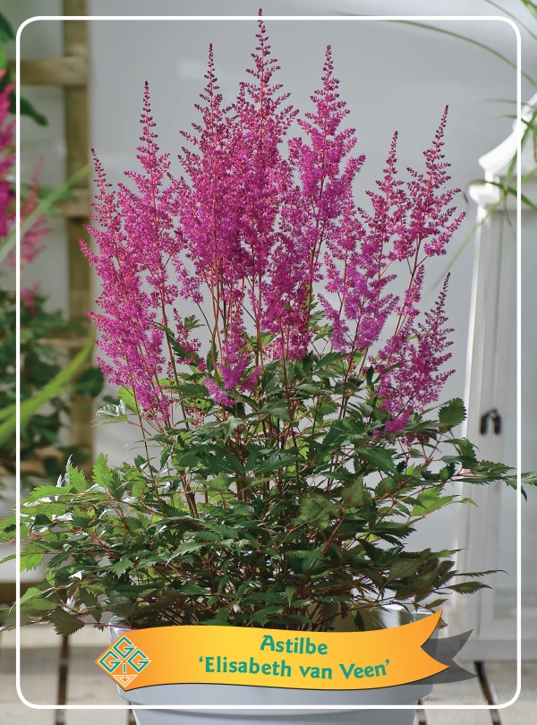 Picture of Astilbe mix 6x10 srt. per shelve P11